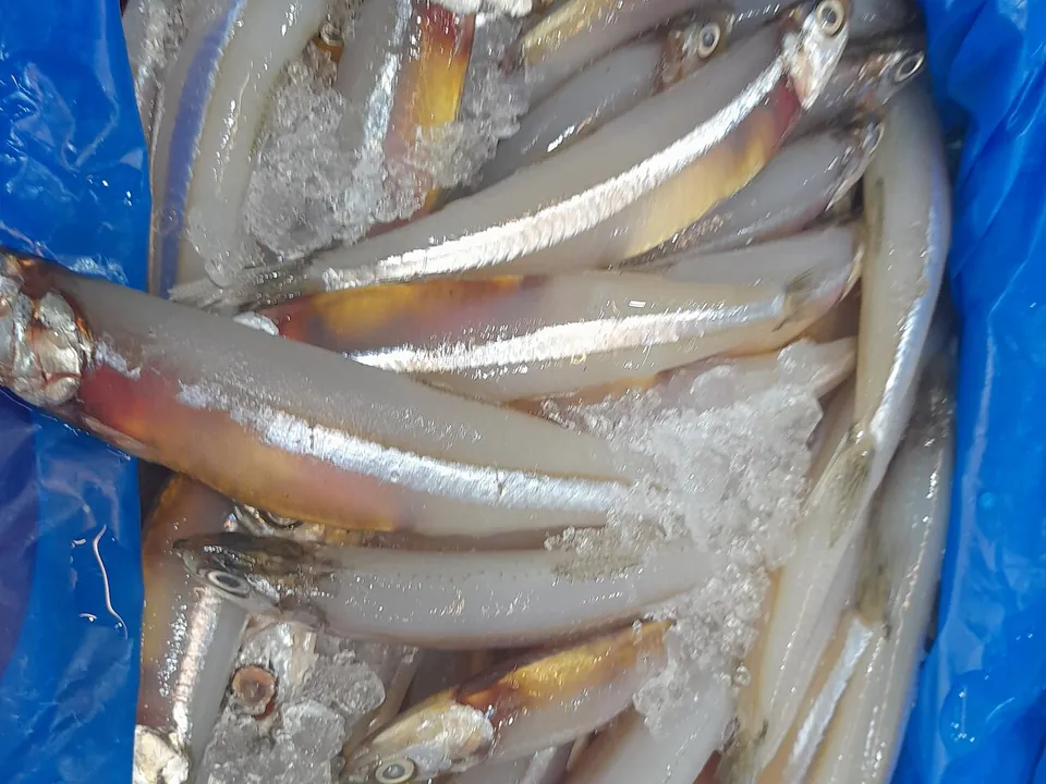 凤尾鱼, photo 1 of 2