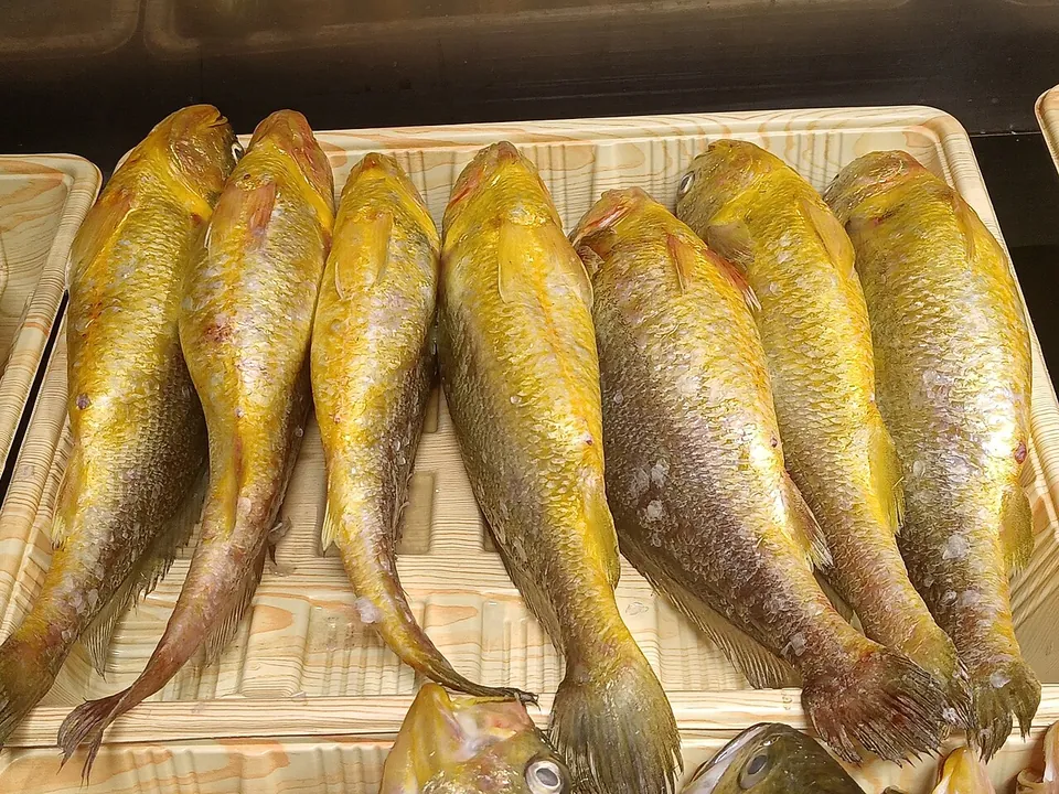 大黄鱼, photo 2 of 3