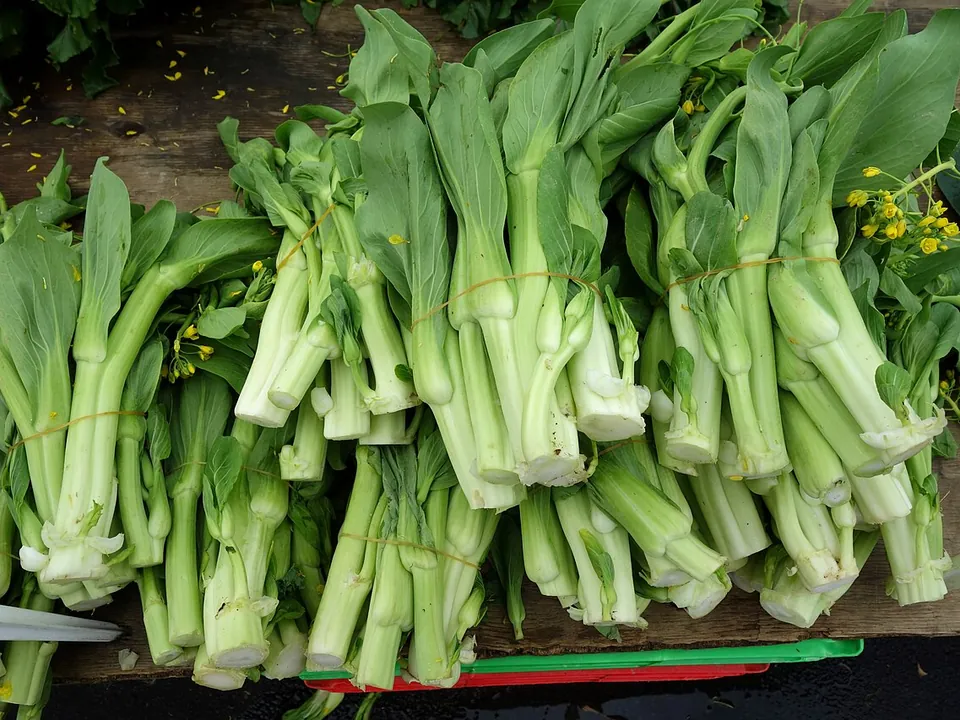 小白菜, photo 2 of 3