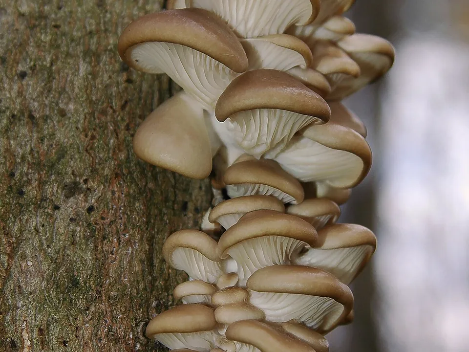 平菇, photo 3 of 3