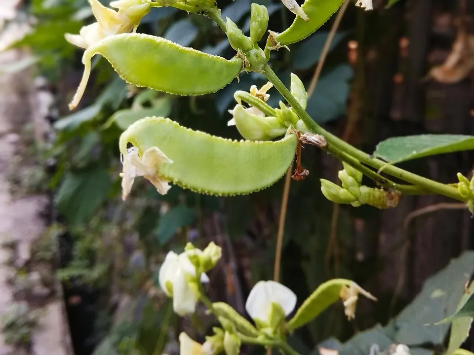 扁豆, photo 1 of 1