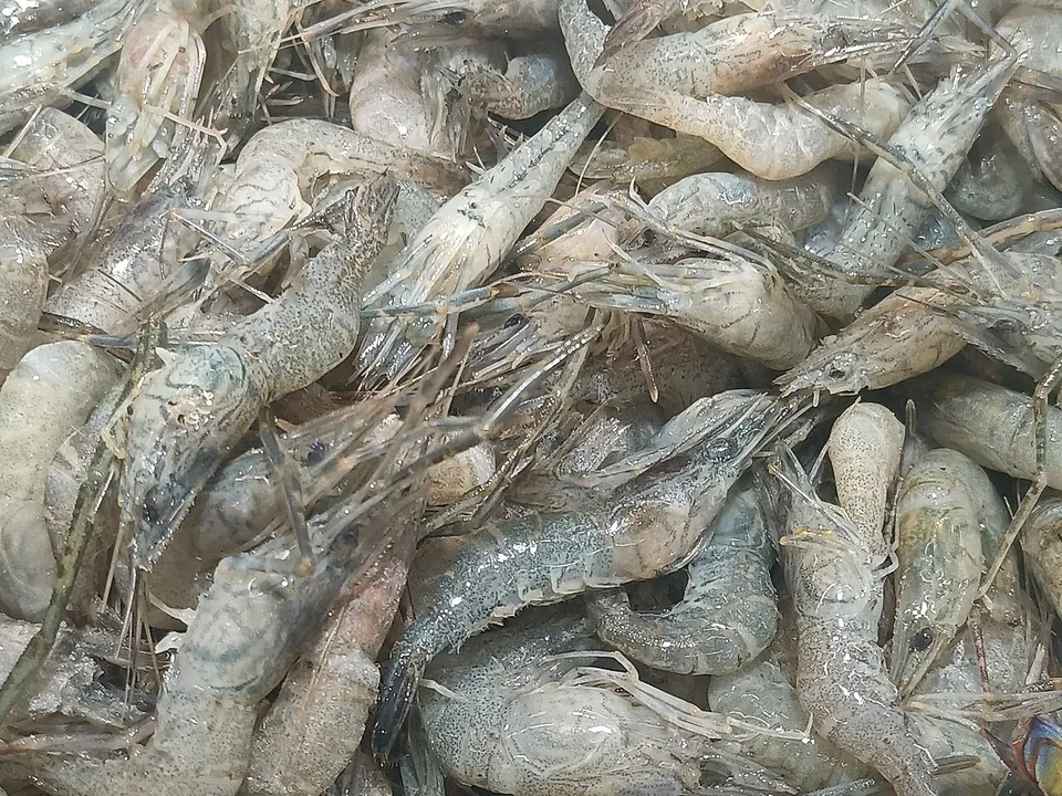 河虾, photo 1 of 3