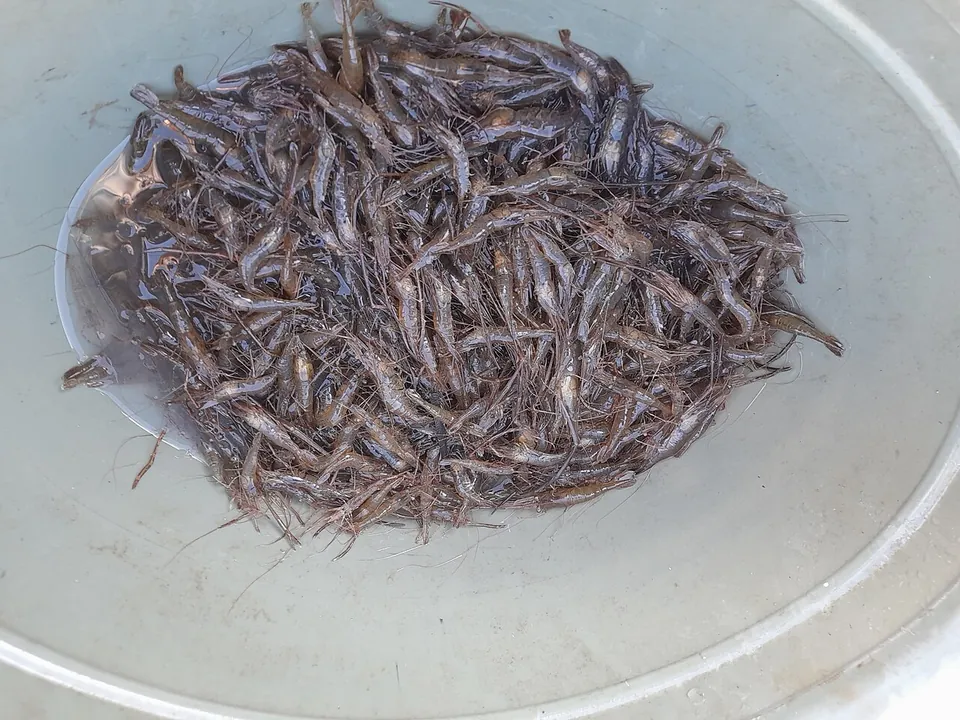 河虾, photo 2 of 3