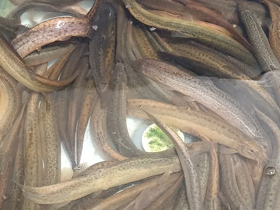 泥鳅, photo 1 of 2