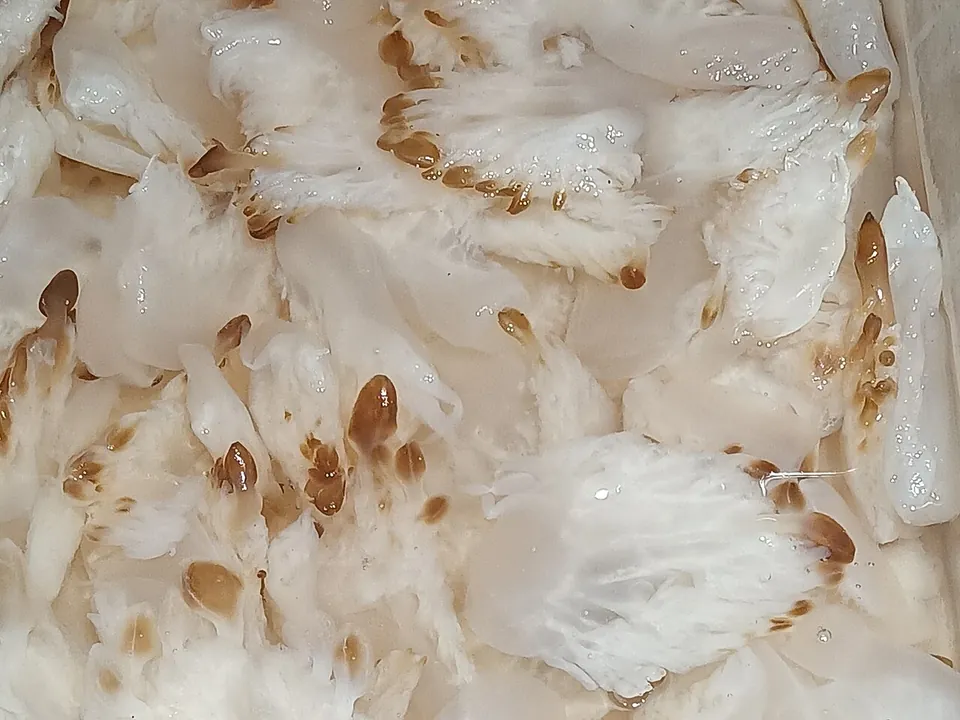海蜇, photo 2 of 3
