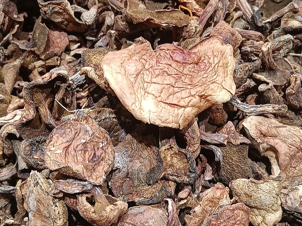 牛肝菌, photo 3 of 3