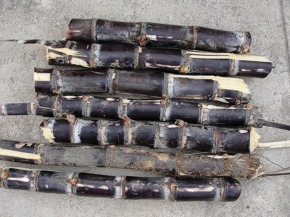 甘蔗, photo 1 of 3