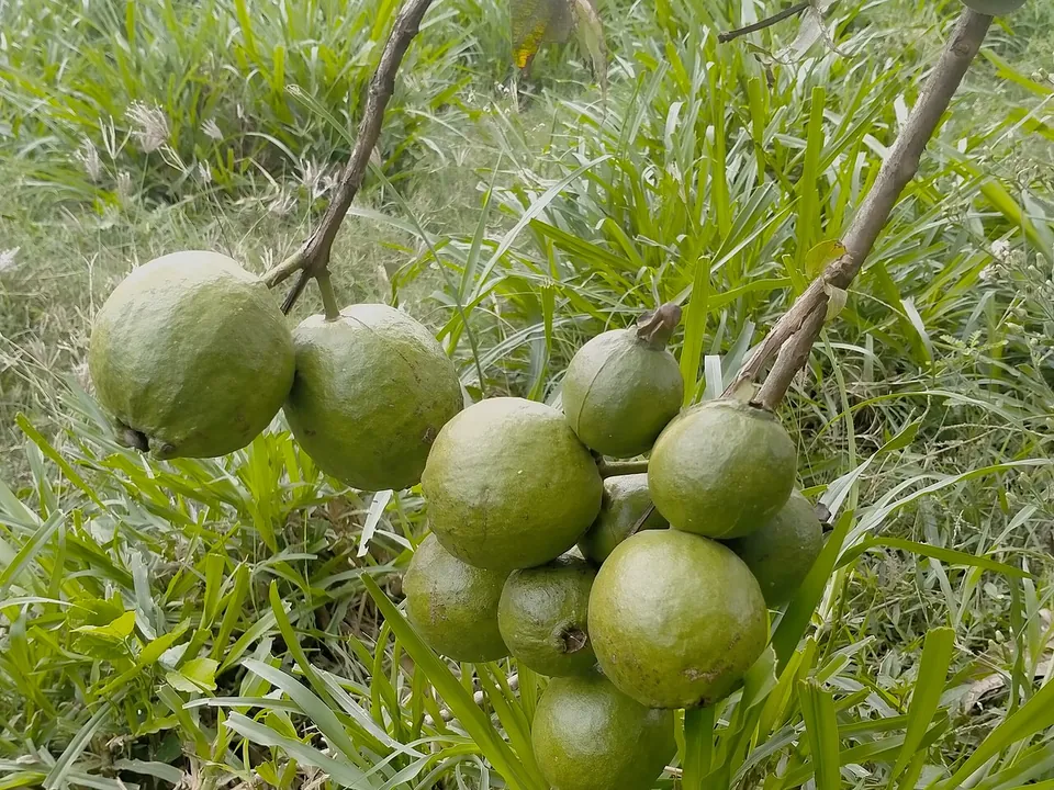 番石榴, photo 2 of 2