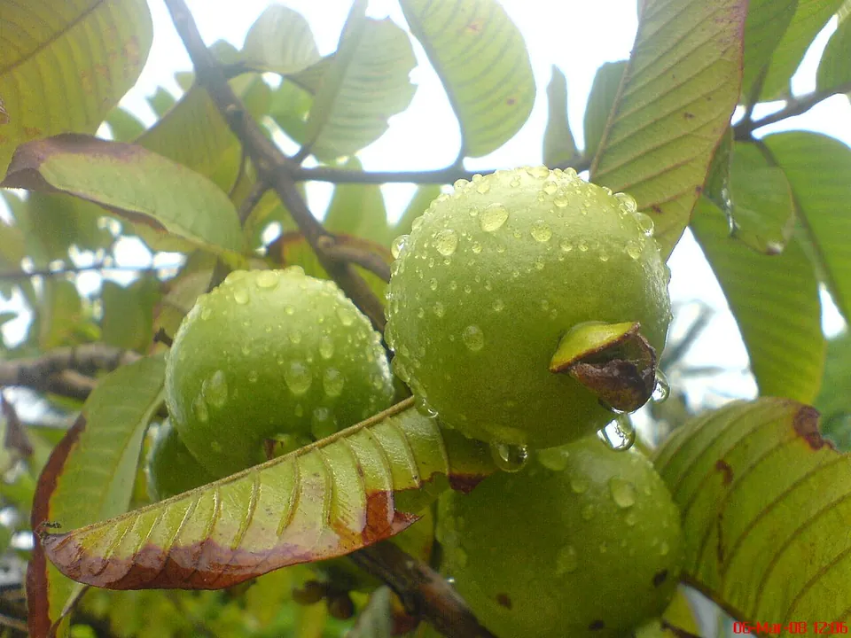 番石榴, photo 1 of 2