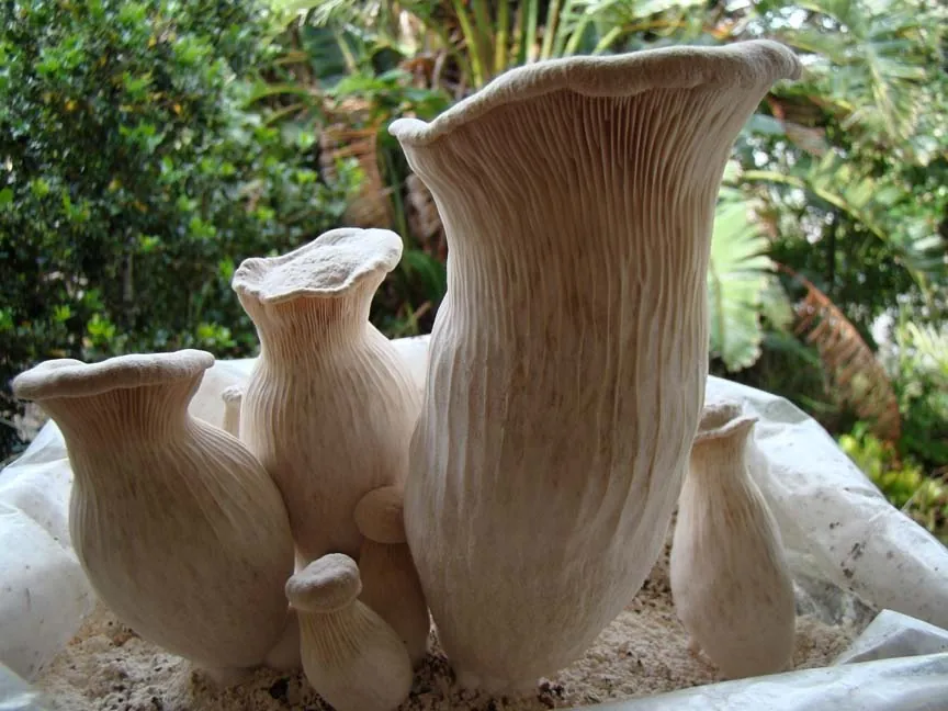 白灵菇, photo 2 of 2