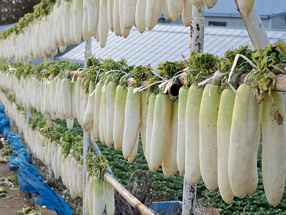 白萝卜, photo 3 of 3