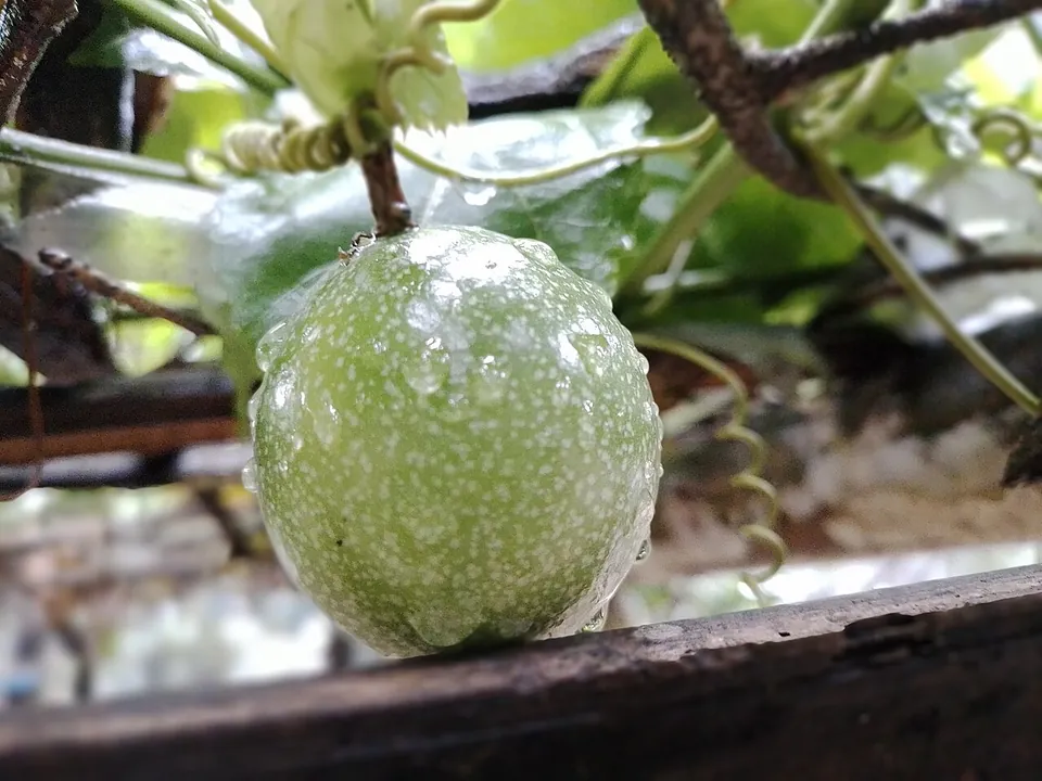百香果, photo 1 of 1