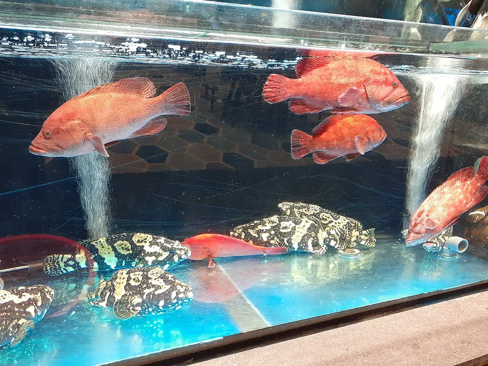 石斑鱼, photo 2 of 3