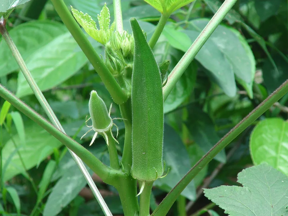 秋葵, photo 2 of 2