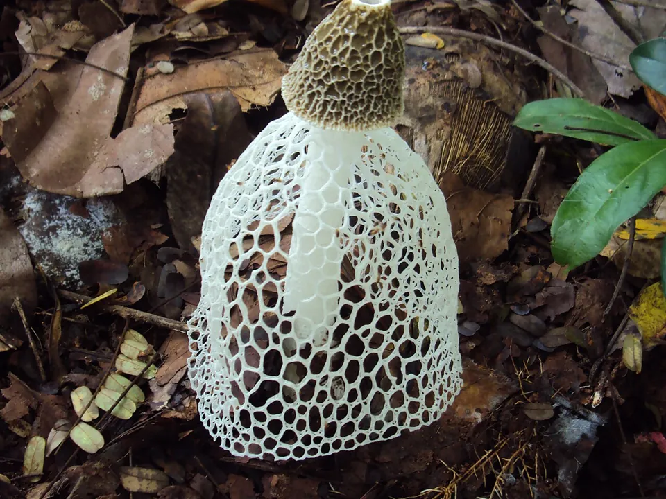 竹荪, photo 3 of 3