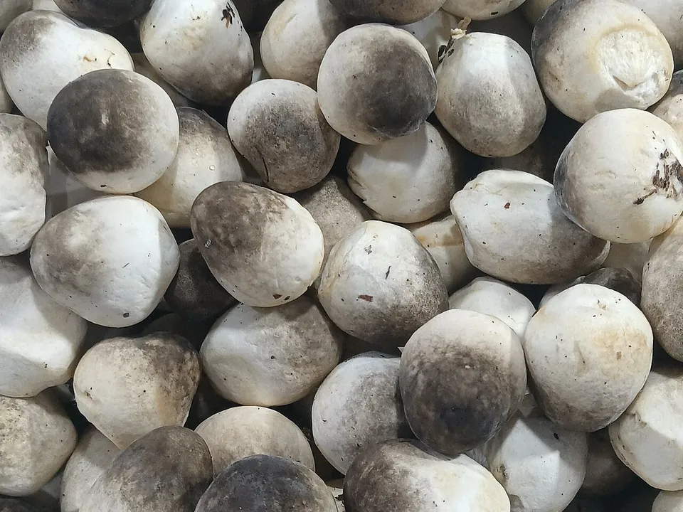 草菇, photo 1 of 3