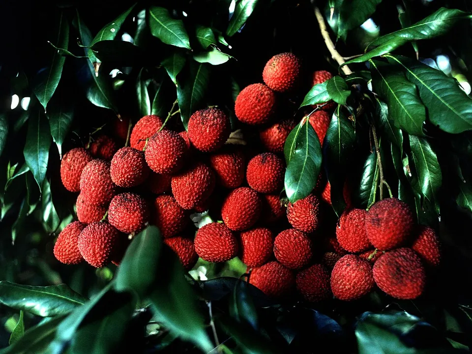 荔枝, photo 2 of 2