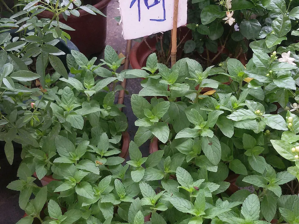 薄荷, photo 1 of 3