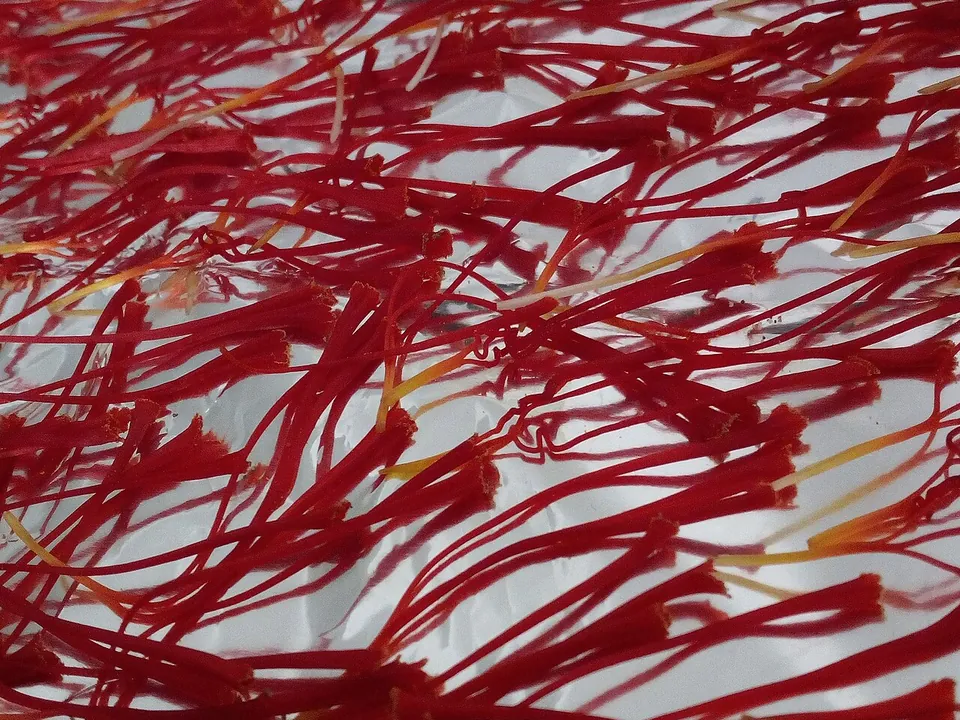 藏红花, photo 3 of 3
