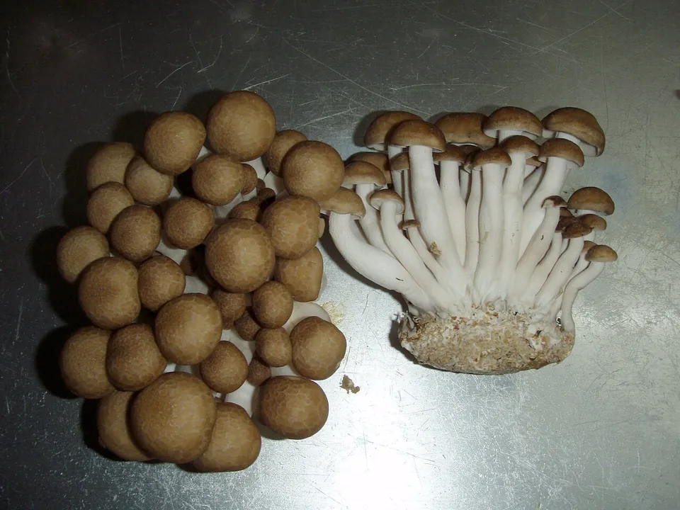 蟹味菇, photo 2 of 3