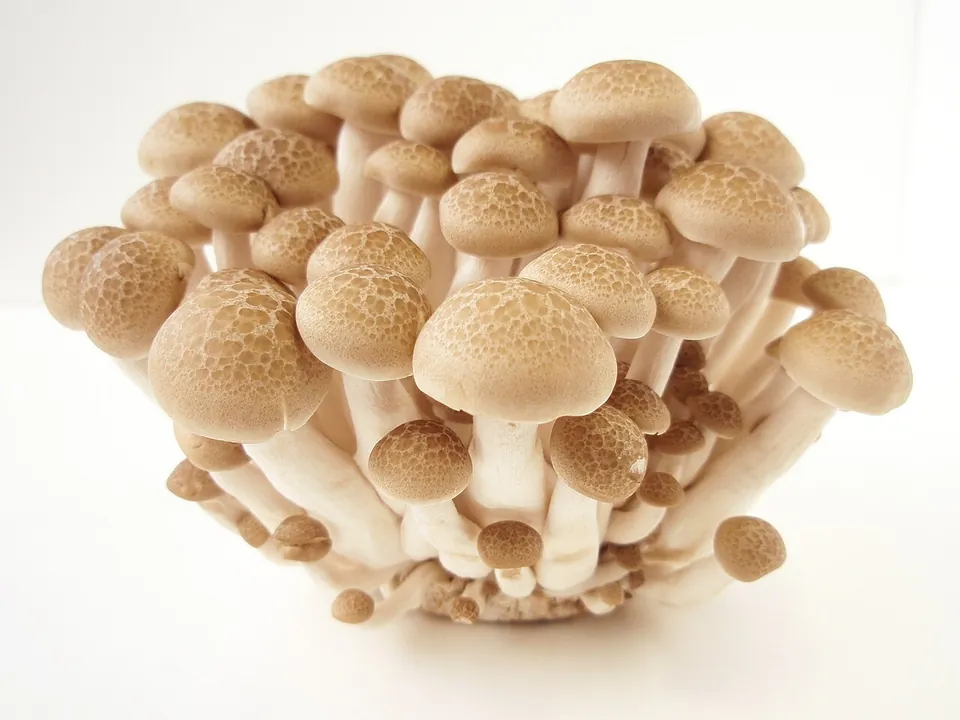 蟹味菇, photo 1 of 3