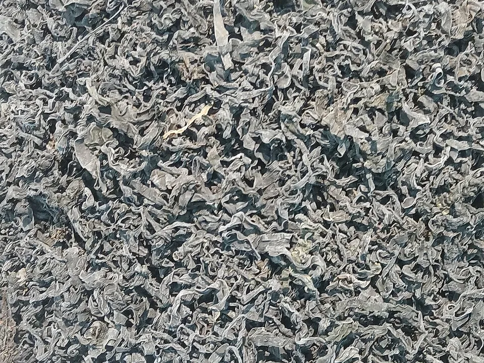 裙带菜, photo 2 of 3