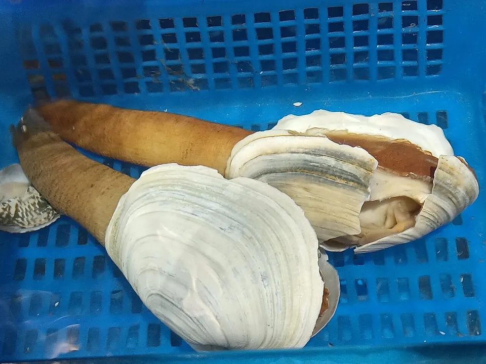 象拔蚌, photo 2 of 3