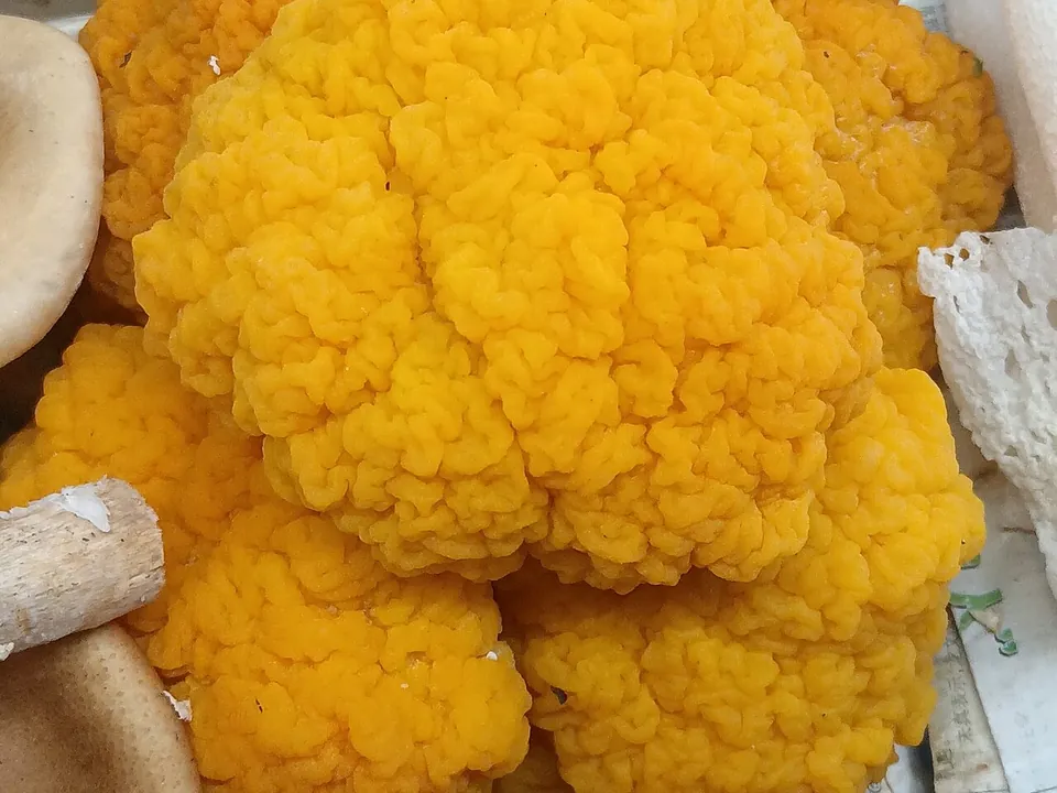 金耳, photo 1 of 2