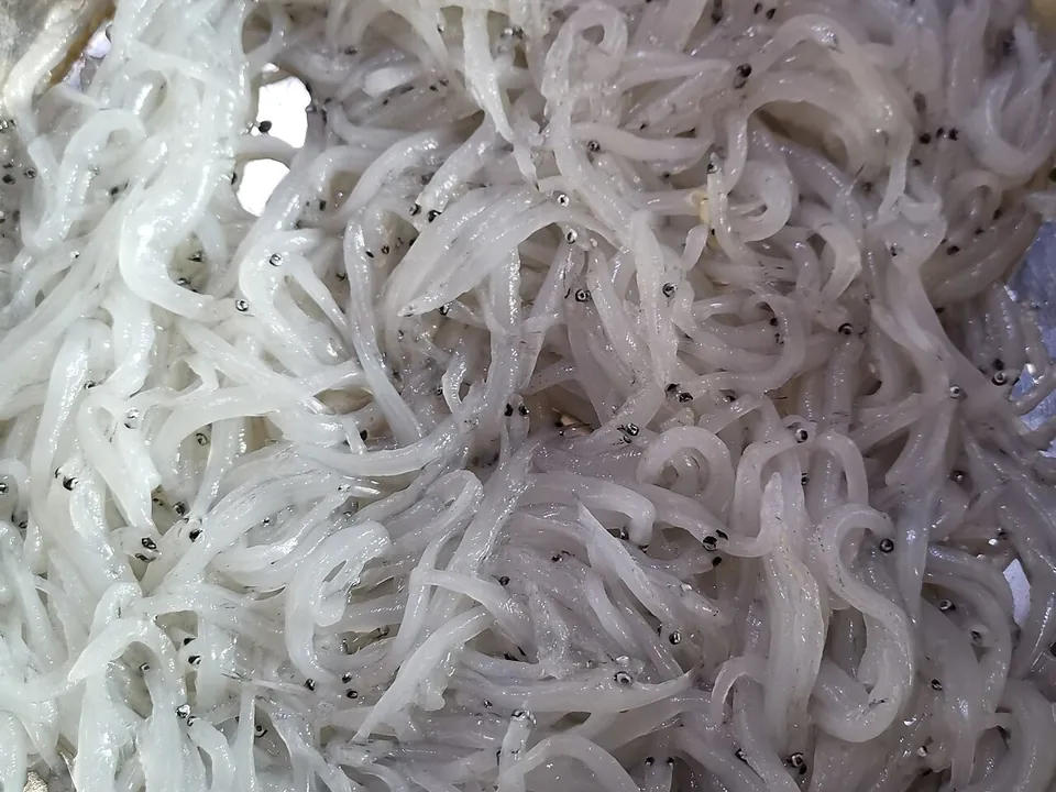 银鱼, photo 2 of 2
