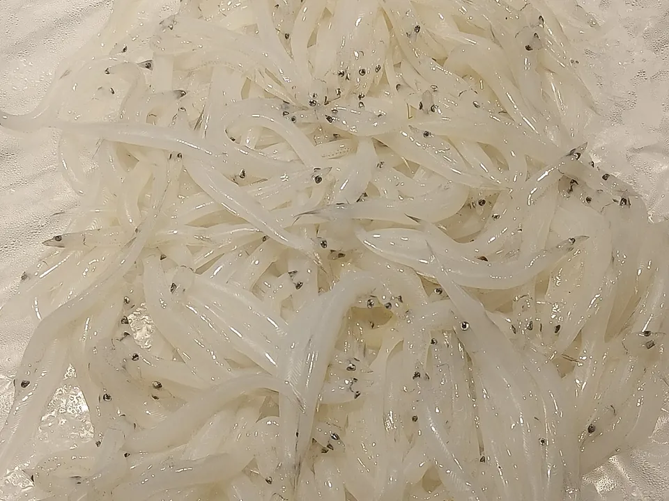 银鱼, photo 1 of 2