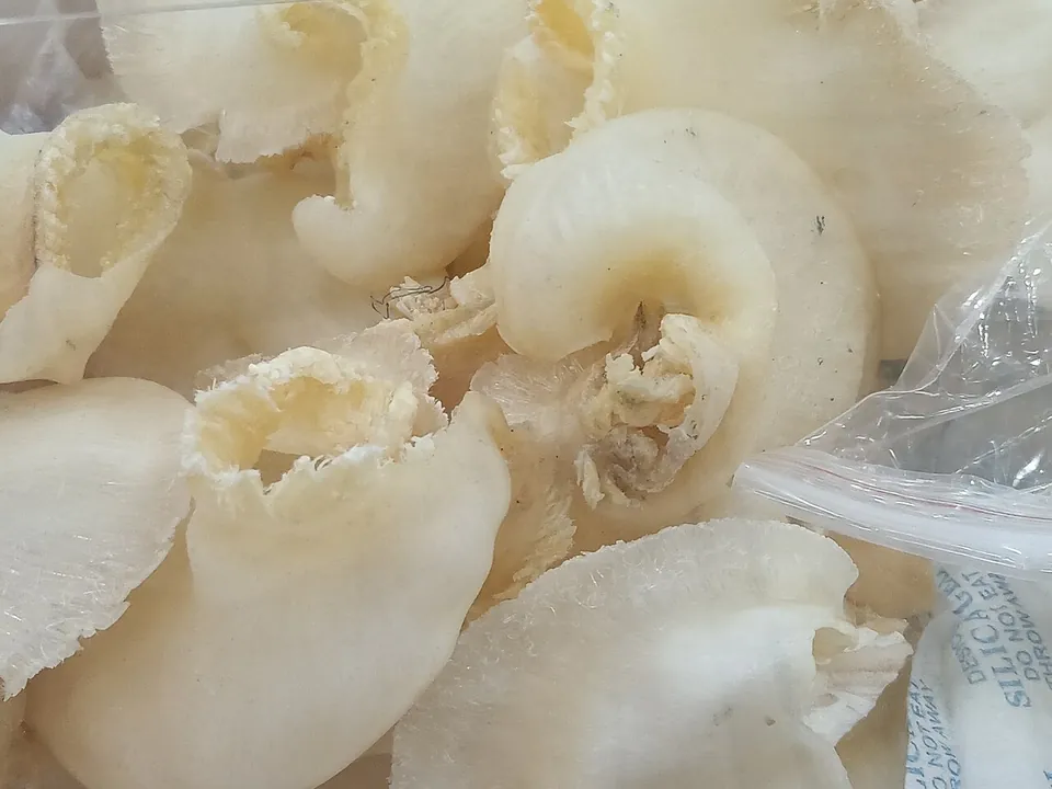 鱼翅, photo 3 of 3