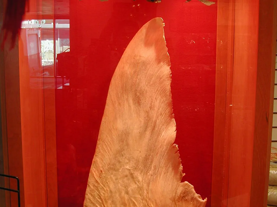 鱼翅, photo 2 of 3